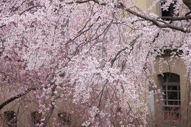 3386-13.3.24横　二つの桜の重なり.jpg